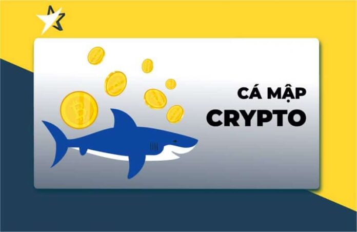 Cá mập bitcoin là gì