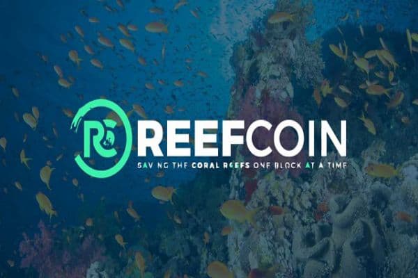 Reef được sử dụng để làm gì?