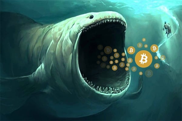 Hướng dẫn đầu tư trên thị trường bitcoin khi có các cá mập điều khiển